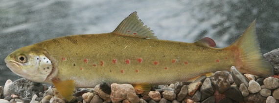 Salmo obtusirostris &mdash; Softmouth trout