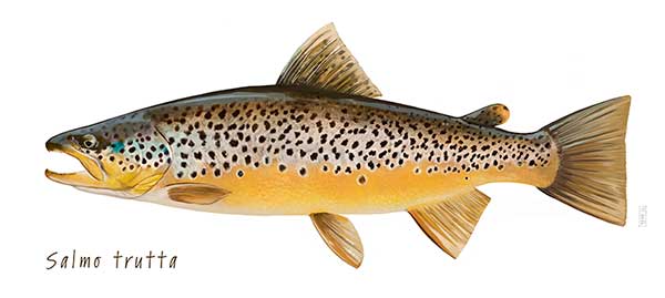 Форель (trout) Виды, Анатомия, Среда обитания, Рацион, Ловля