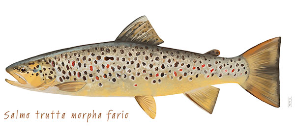 Форель (trout) Виды, Анатомия, Среда обитания, Рацион, Ловля